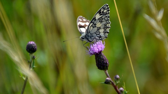 Ein Schmetterling auf einer Diestelblüte © NDR Foto: Wolgang Dee aus Neubrandenburg