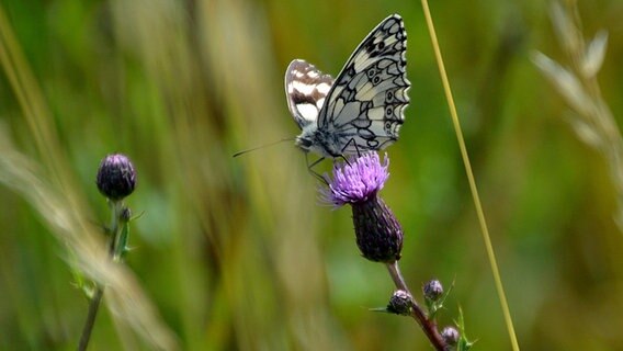 Ein Schmetterling auf einer Diestelblüte © NDR Foto: Wolgang Dee aus Neubrandenburg