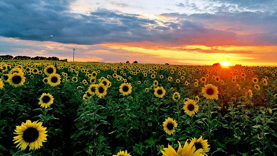 Die Sonne geht über einem Sonnenblumenfeld unter. © NDR Foto: Sophie Pahlke aus Feldberg