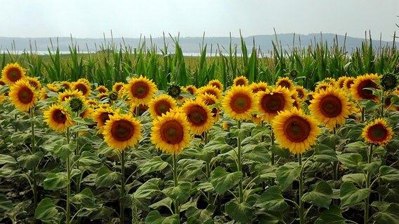 Sonnenblumen © NDR Foto: Marita Hanske aus Verchen