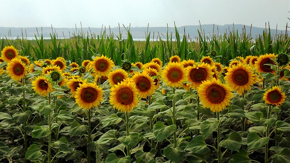 Sonnenblumen © NDR Foto: Marita Hanske aus Verchen