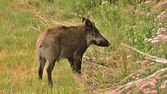 Ein Wildschwein © NDR Foto: Karl-Heinz Fritschek aus Neubrandenburg