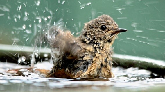 Ein Vogel badet in einer Schale. © NDR Foto: Karl-Heinz Fritschek aus Neubrandenburg