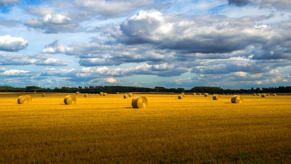 Strohballen auf einem Feld © NDR Foto: Detlef Meier aus Ducherow