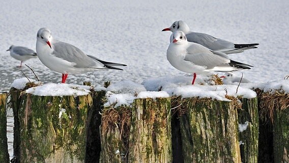 Möwen auf Holzpfählen © NDR Foto: Norbert Brandt aus Neubrandenburg