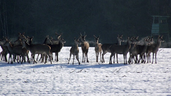 Einige Rehe stehen in einer Reihe © NDR Foto: Volker Rudl aus Lütgendorf