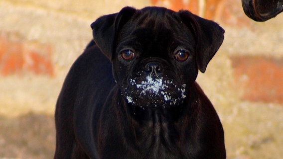 Mops mit Schnee an der Schnute © NDR Foto: Stephanie Haye aus Kummerower See