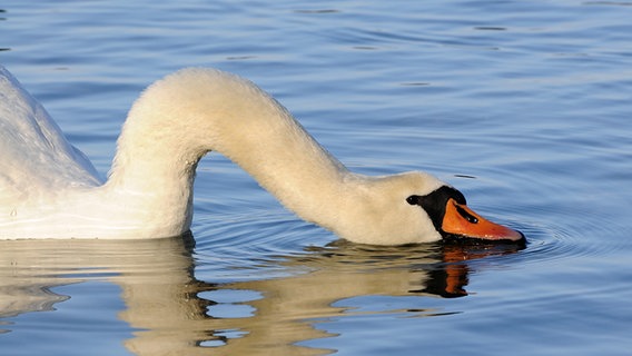 Ein Schwan trinkt © NDR Foto: Christina Zimmermann aus Neubrandenburg