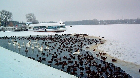 Wasservoegel versammeln sich an einem Eisloch © NDR Foto: Gerlinde Klemm aus Neuruppin