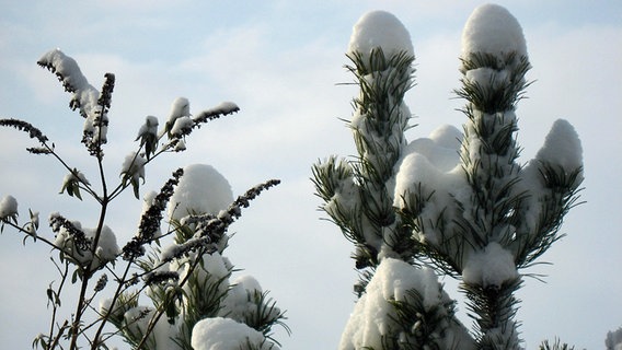 Frischer Schnee liegt auf den Ästen von Bäumen © NDR Foto: Edeltraud Kaiser aus Neubrandenburg