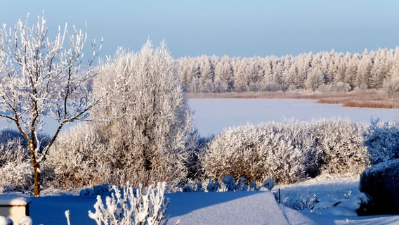 Blick auf einen zugefrorenen See umrandet von verschneiten Bäumen © NDR Foto: Astrid Mischke aus Schönhausen