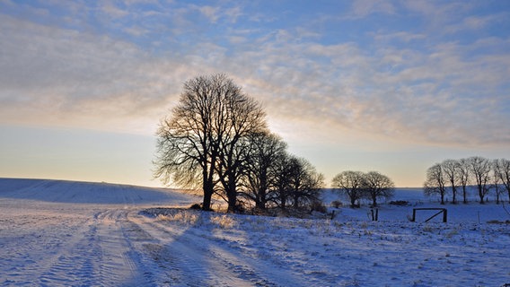 Winterliche Ackerlandschaft © NDR Foto: Norbert Brandt aus Neubrandenburg