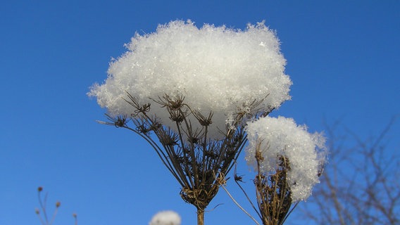 Schneebälle liegen auf der Wilden Möhre. © NDR Foto: Wolfgang Dee aus Neubrandenburg