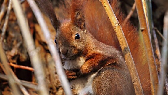 Ein Eichhörnchen sitzt in einem Strauch. © NDR Foto: Helgard Schnabel aus Neubrandenburg