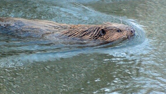 Ein Biber schwimmt im Gätenbach © NDR Foto: Liza Stein aus Neubrandenburg