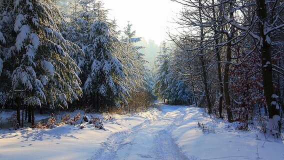 Neustrelitzer Winterwald mit verschneiten Waldweg © NDR Foto: Maria-Sophie Schmidt aus Neustrelitz
