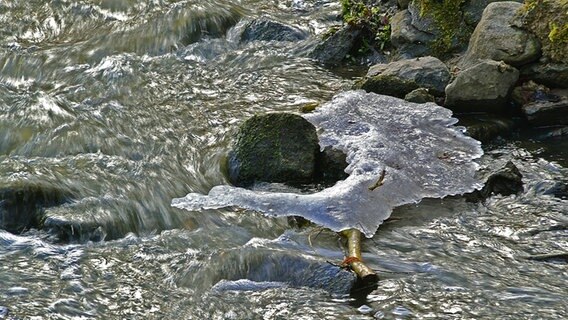 Schmelzwasser im Februar © NDR Foto: Werner Bayer aus Neubrandenburg