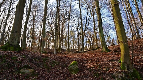 Sonnentag im Lindetal bei Neubrandenburg © NDR Foto: Werner Bayer aus Neubrandenburg