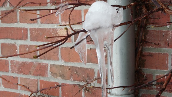 Eiskristalle an einem Zweig © NDR Foto: Elke Lietz aus Neubrandenburg