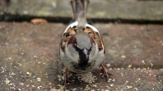 Spatz mit weißen Federn auf dem Rücken © NDR Foto: Renate Reinbothe aus Thurow