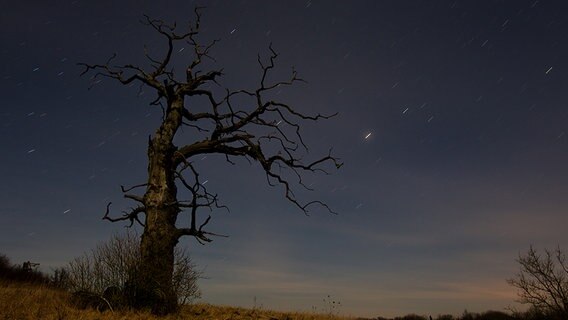 Sternenregen mit abgestorbenen Baum im Vordergrund © NDR Foto: Cornelia Wermke aus Demmin