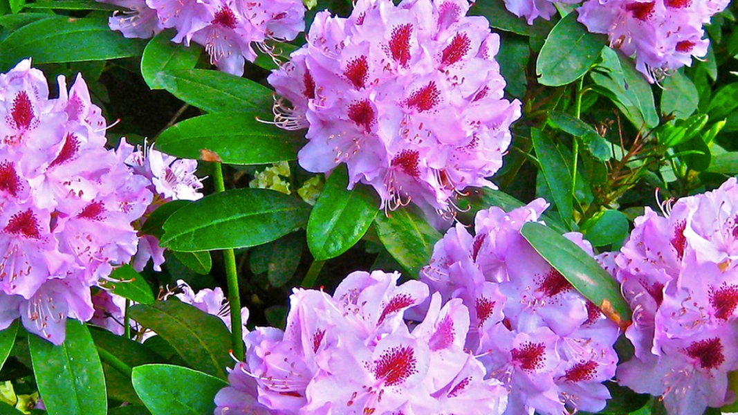 Rhododendron: sumber antibiotik baru?  |  NDR.de – Direktori