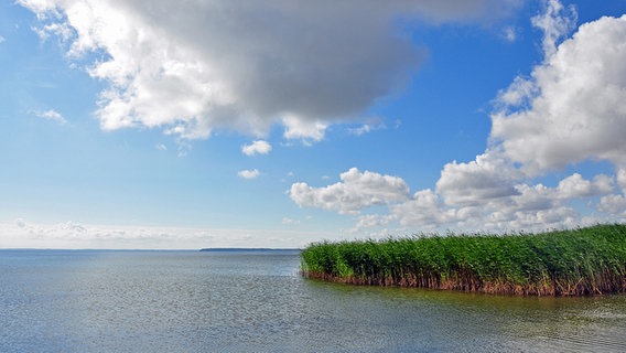 Schilf in der Müritz © NDR Foto: Norbert Brandt Neubrandenburg