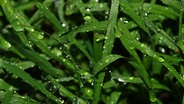 Nahaufnahme von Gras mit Regentropfen © NDR Foto: Loreen Ruckick aus Deven