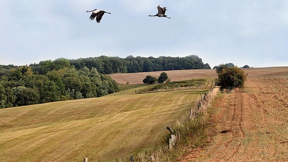 Kraniche fliegen über eine Wiese Kraniche fliegen über eine Wiese © NDR Foto: Helgard Schnabel Neubrandenburg