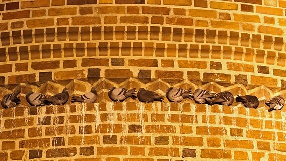 Tauben nutzen die Nischen der Neubrandenburger Stadtmauer als Nachtquartier © NDR Foto: Karsten Hillmann aus Neubrandenburg
