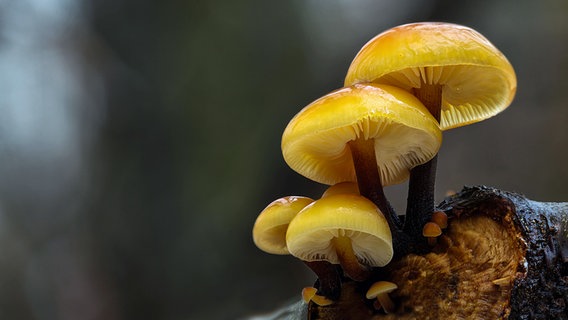 Pilze wachsen aus einem Baumstamm. © NDR Foto: Cornelia Wermke aus Demmin
