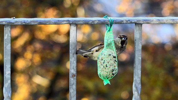 Ein Sperling frisst von einem Meisenknödel. © NDR Foto: Karsten Hillmann aus Neubrandenburg