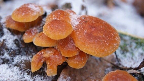 Pilze sind von Eis bedeckt. © NDR Foto: Loreen Ruckick aus Deven