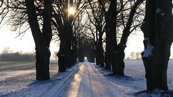 Eine Allee aus alten Linden und Kastanien bei Groß Kelle © NDR Foto: Thomas Walossek aus Groß Kelle