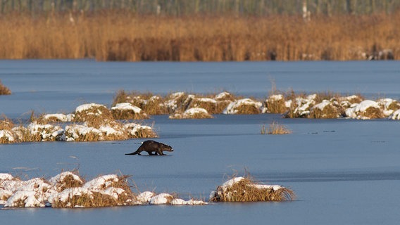 einen Fischotter, der vorsichtig über das Eis geht © NDR Foto: Diana Klawitter aus Datzetal Bassow