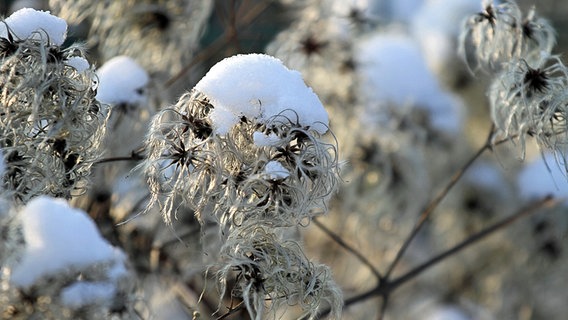 Schneebedeckte Baumfrüchte © NDR Foto: Karsten Hillmann aus Neubrandenburg