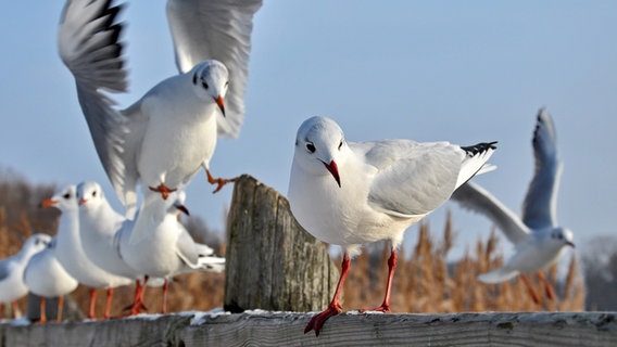 Möwen halten nach Futter Ausschau. © NDR Foto: Norbert Brand aus Neubrandenburg