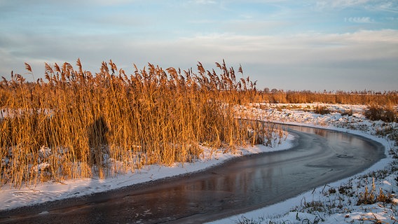 Schilf wächst am Ufer eines zufrierenden Baches © NDR Foto: Cornelia Wermke aus Demmin
