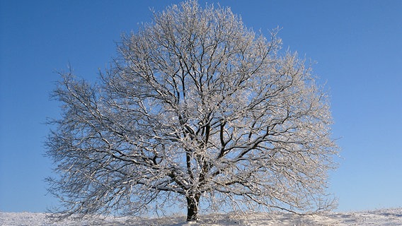 Ein einzelner verschneiter Baum mit ausladenden Ästen © NDR Foto: Simone Wüst aus Zislow