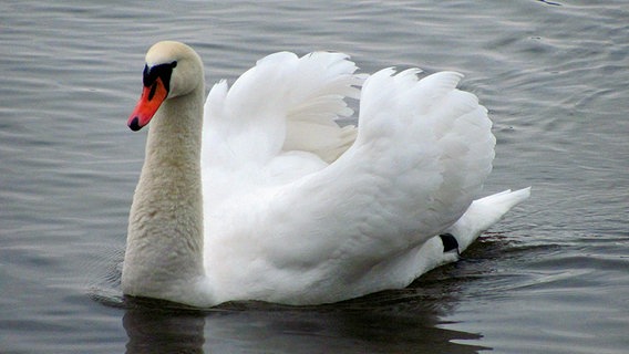 Ein stolzer Schwan auf dem Wasser mit angehobenem Gefieder © NDR Foto: Gerhard Richter aus Neubrandenburg