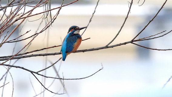 Ein Eisvogel verharrt auf einem Zweig © NDR Foto: Helgard Schnabel aus Neubrandenburg