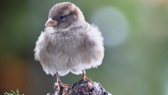 Ein Spatz sitzt aufgeplustert auf einem Zweig © NDR Foto: Helgard Schnabel aus Neubrandenburg