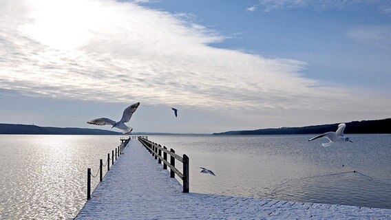 Möwen fliegen über einen Steg © NDR Foto: Norbert Brandt Neubrandenburg