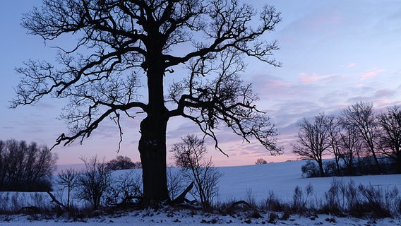 Abendstimmung mit Eiche © NDR Foto: Reiner Werner aus Waren