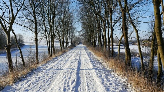 Viele Tierspuren im Schnee auf einer Allee © NDR Foto: Christoph Riesner aus Woldegk