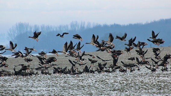 Viele Gänse fliegen vom Boden auf © NDR Foto: Karin Mußfeldt aus Dobbertin