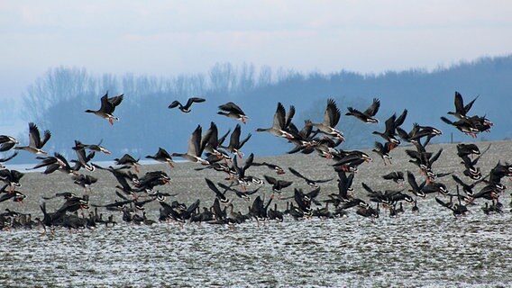 Viele Gänse fliegen vom Boden auf © NDR Foto: Karin Mußfeldt aus Dobbertin