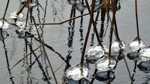 Große Eisgebilde an Schilfähren direkt über der Wasseroberfläche © NDR Foto: Wilhelm Ahlgrimm aus Priepert