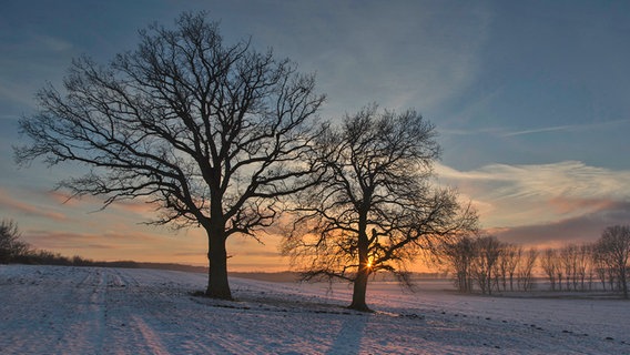 Zwei Bäume auf einem schneebedeckten Feld im Sonnenuntergang © NDR Foto: Diana Klawitter aus Datzetal Bassow