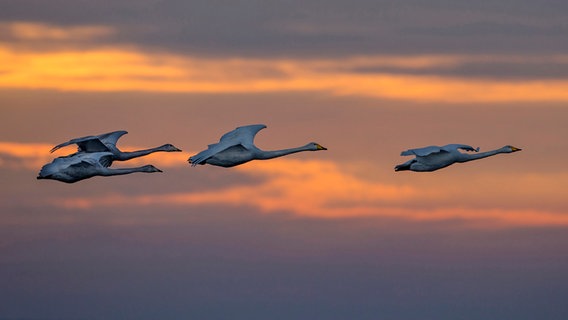 Singschwäne im Flug © NDR Foto: Cornelia Wermke aus Demmin